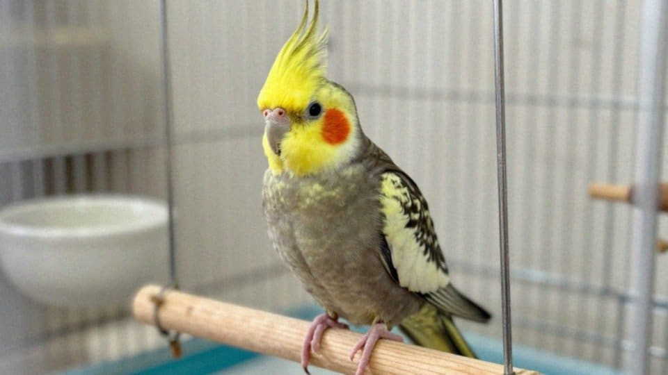 Jakie odmiany barwne ma upierzenie nimfy?