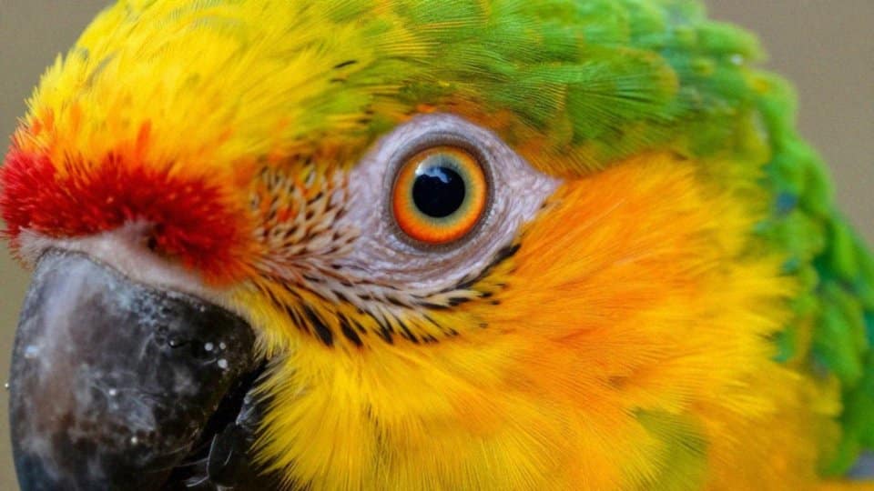 Jak działa siatkówka i czopki u papug?