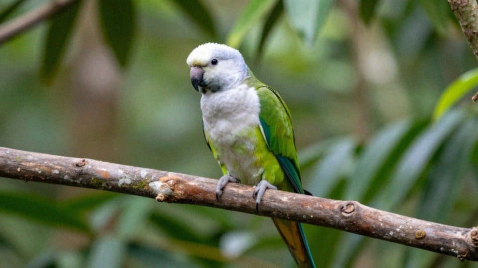 Jak wygląda barwinka białobrzucha?