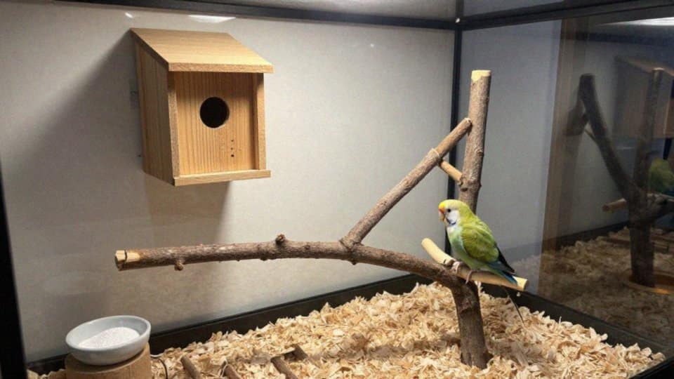 Jak wygląda lęg i hodowla barwinków?