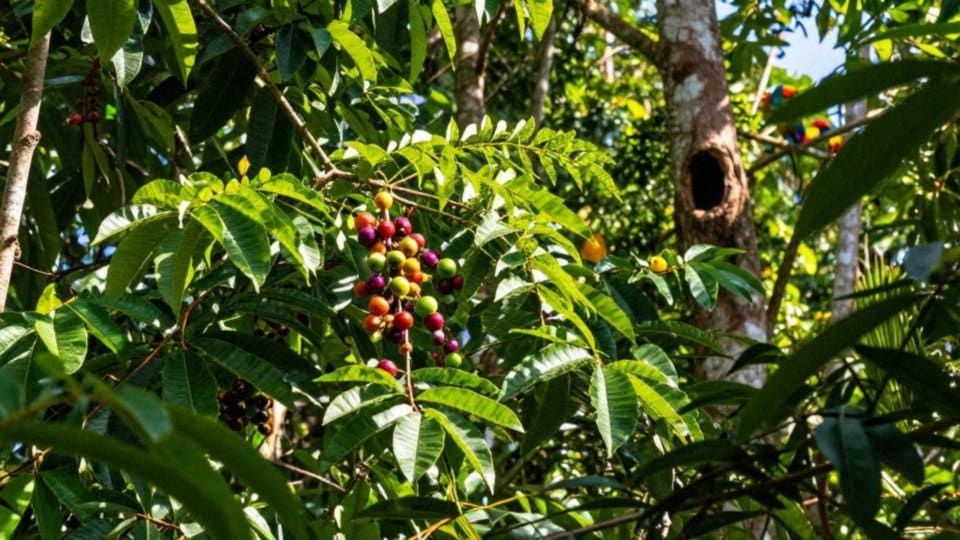 Gdzie i jak żyją papugi w naturze?