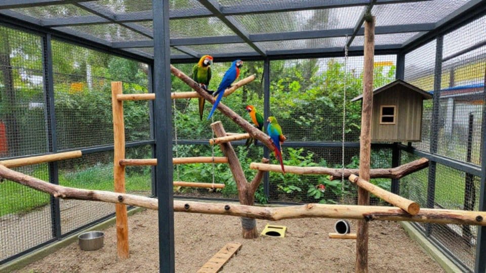 Jak przygotować miejsce i wyposażyć klatkę lub wolierę?