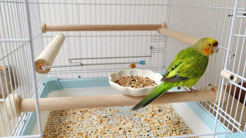 Jak zadbać o zdrowie i długość życia papużki różowej?