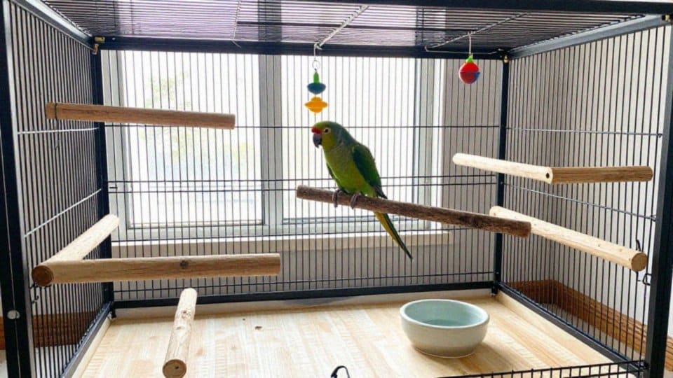 Jakiej wielkości powinna być woliera dla amazonki niebieskoczelnej?