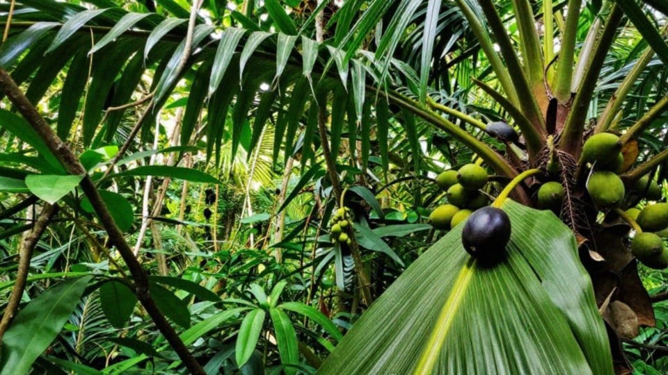 Czym żywią się ary hiacyntowe?