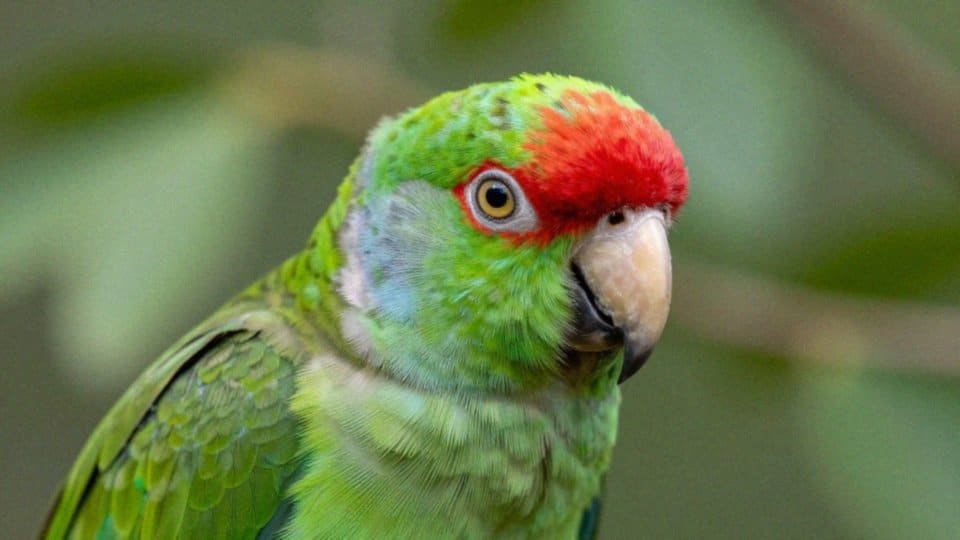 Czy kolor upierzenia papugi koziej wskazuje płeć?