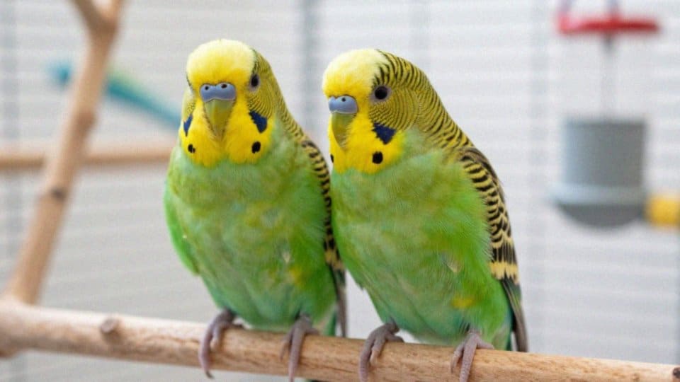 Czy wielkość i dziób papugi koziej pomagają rozpoznać płeć?