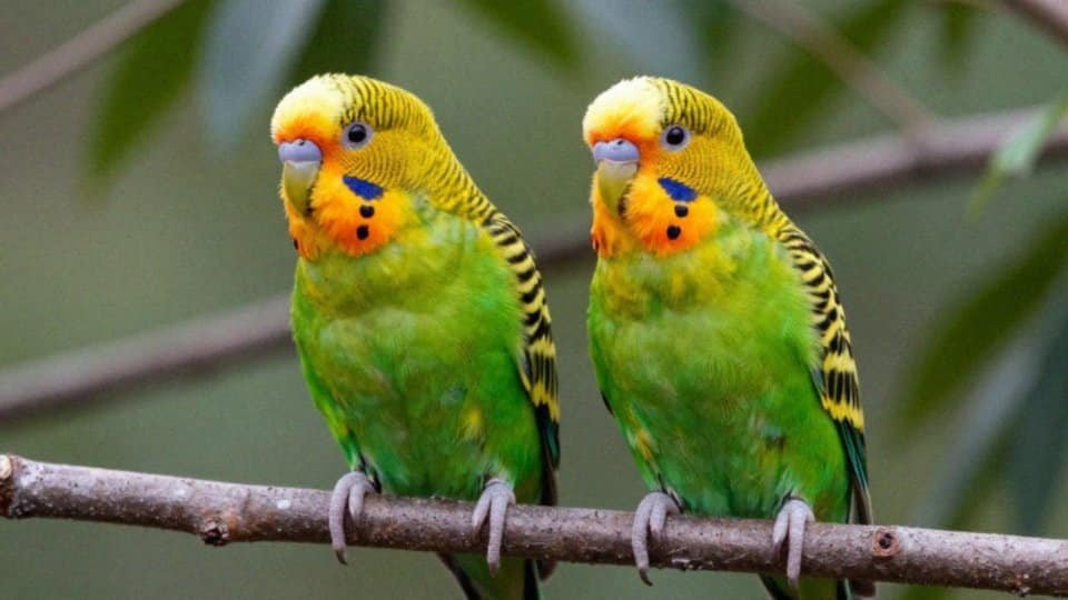 Czy ubarwienie pomaga rozpoznać płeć?