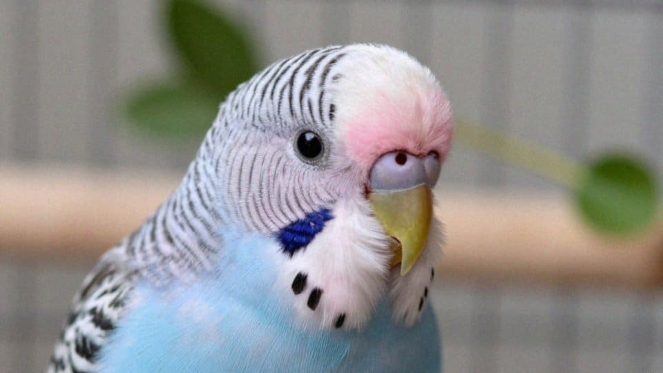 Kiedy woskówka nabiera dorosłego koloru?