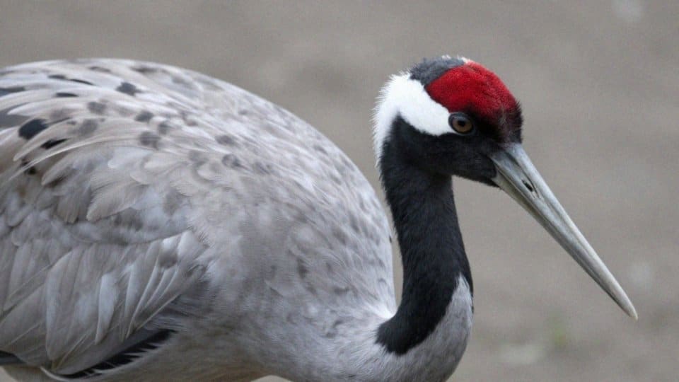 Co wyróżnia głowę i upierzenie żurawia?
