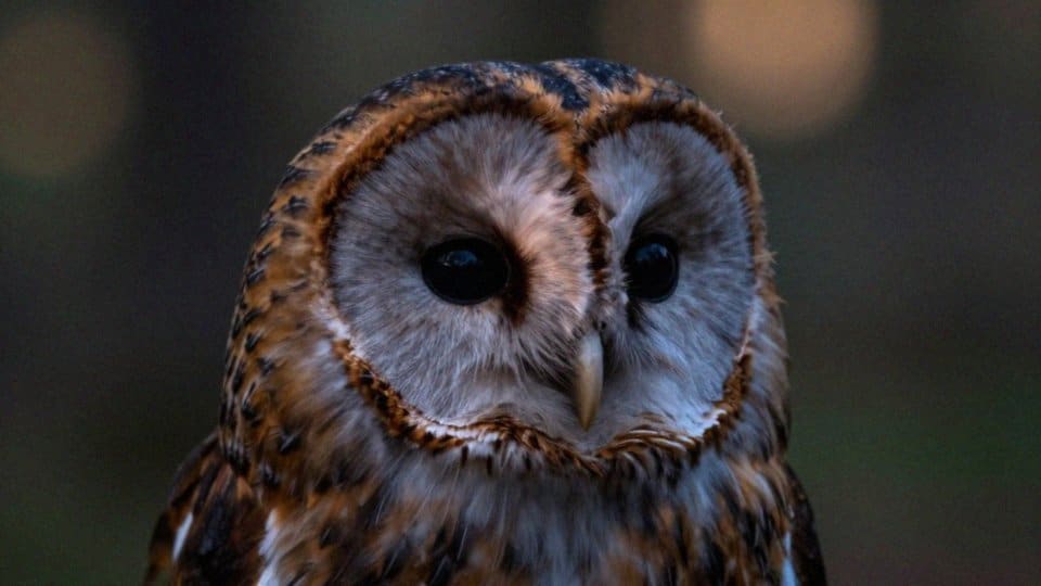 Jak ptaki lokalizują źródła dźwięku?