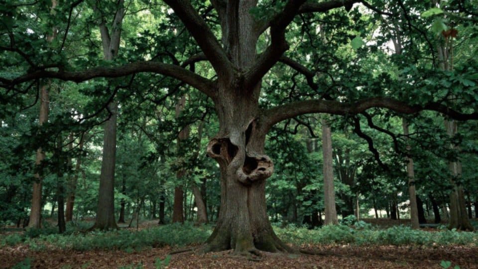 Czy w Niemczech aleksandretta obrożna wypiera rodzime ptaki?