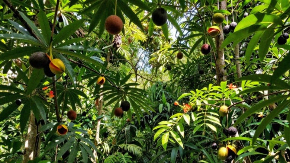 Jaka jest dieta żako kongijskiego na wolności?