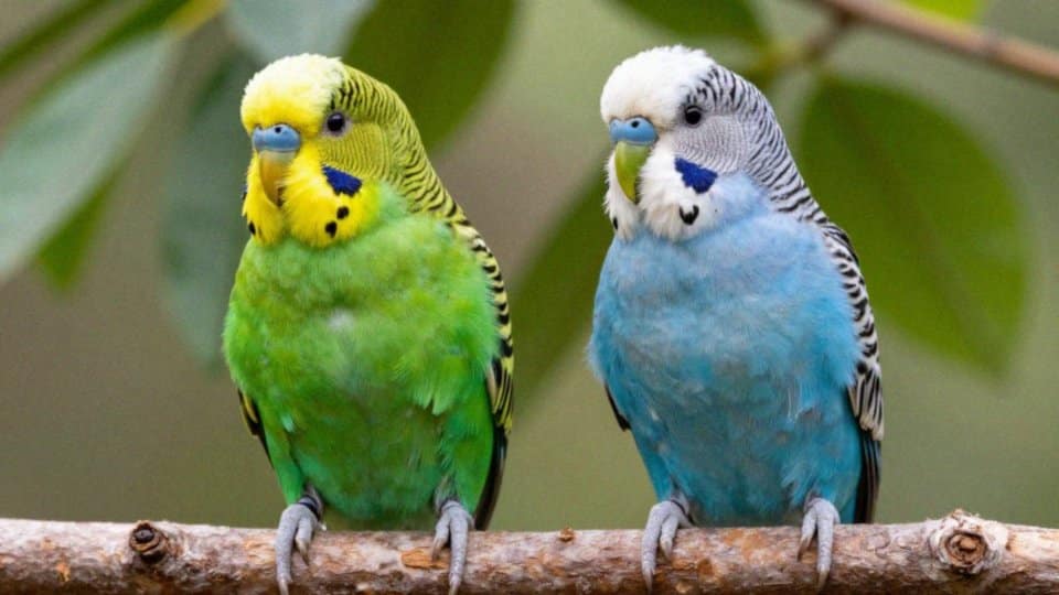 Jak odróżnić zielone i niebieskie odmiany?