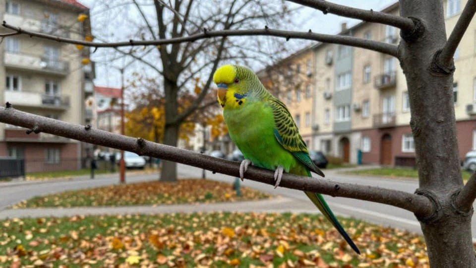 Czy dzikie papugi są gatunkiem inwazyjnym w Polsce?