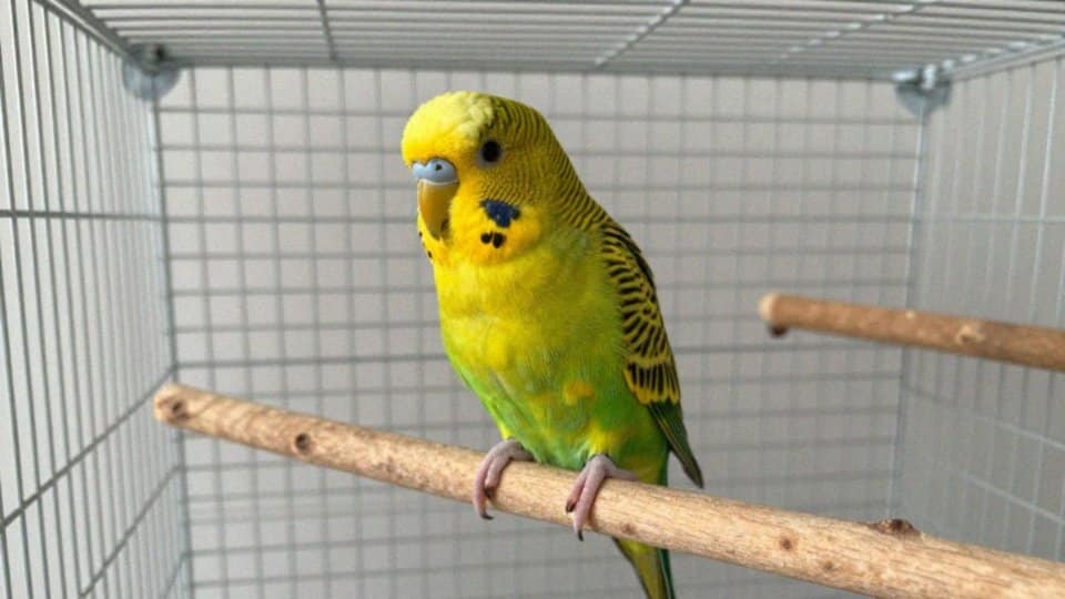 Jak wygląda rudosterka żółtobrzucha?