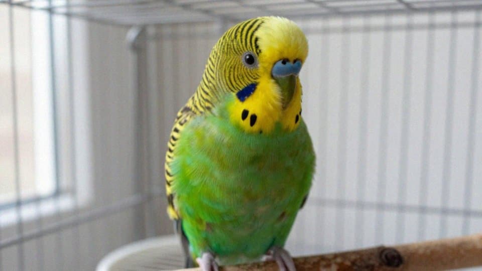 Jakie cechy upierzenia wskazują wiek?