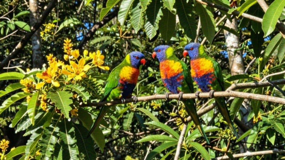 Jaki tryb życia prowadzi lorysa górska?