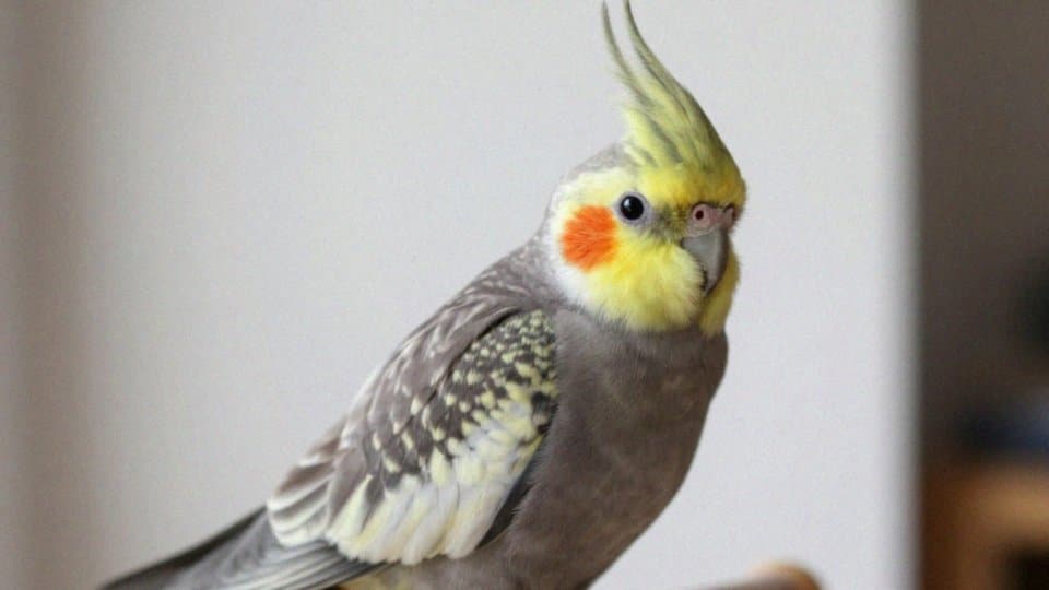 Jak rozpoznać samicę nimfy?