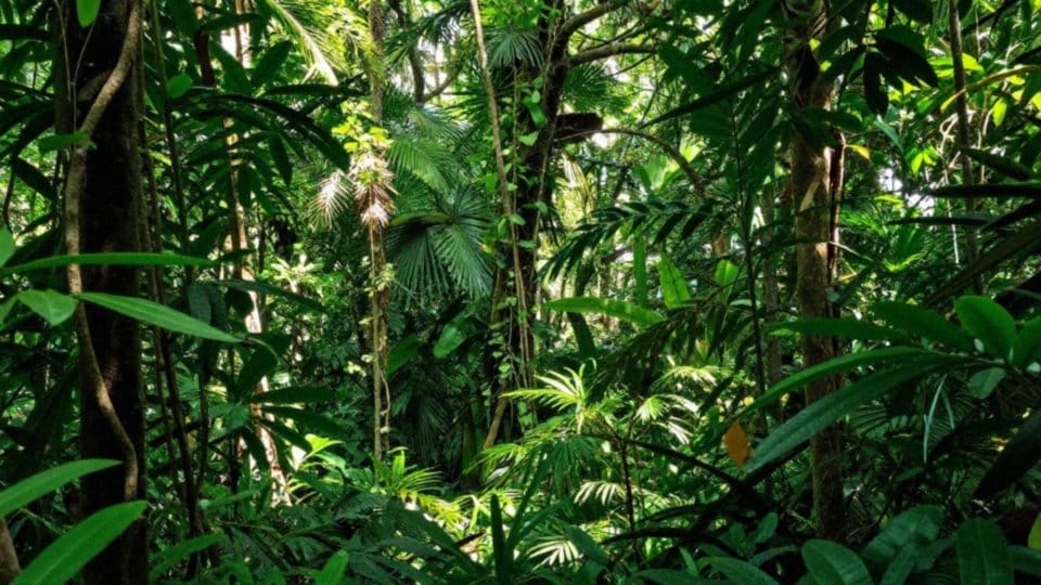 Czy papuga żako jest zagrożona wyginięciem?