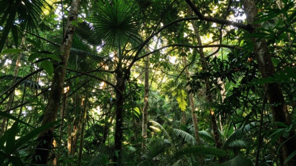 Gdzie śpią papugi w naturalnym środowisku?