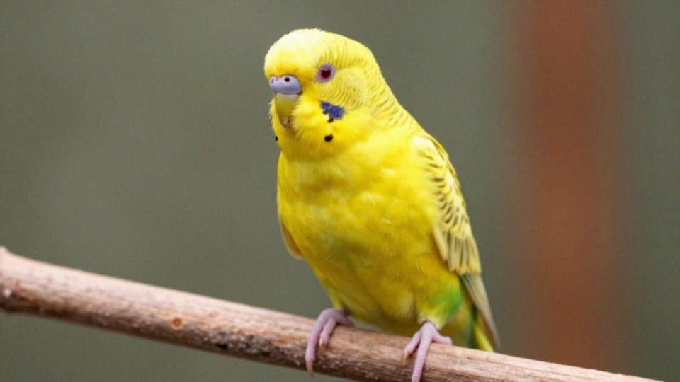 Jak działa mutacja lutino u papugi?