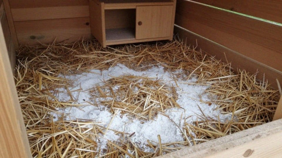 Jakie domowe sposoby działają na ptaszyńca?