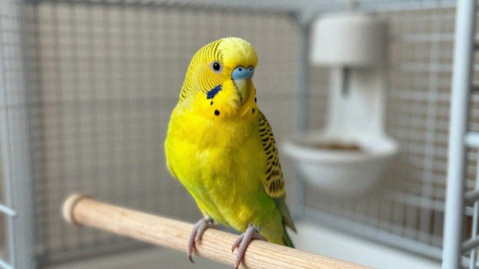 Czy mutacje barwne mylą identyfikację płci?