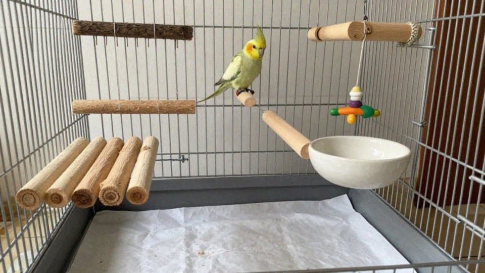 Jakie wyposażenie powinna mieć klatka dla papugi nimfy?