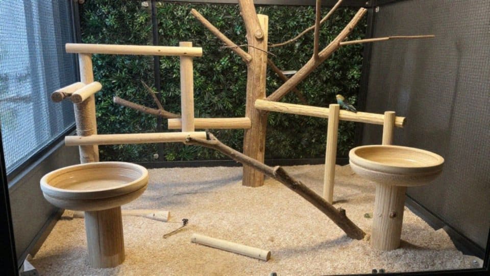 Czym różni się śpiew i zachowanie zeberek?