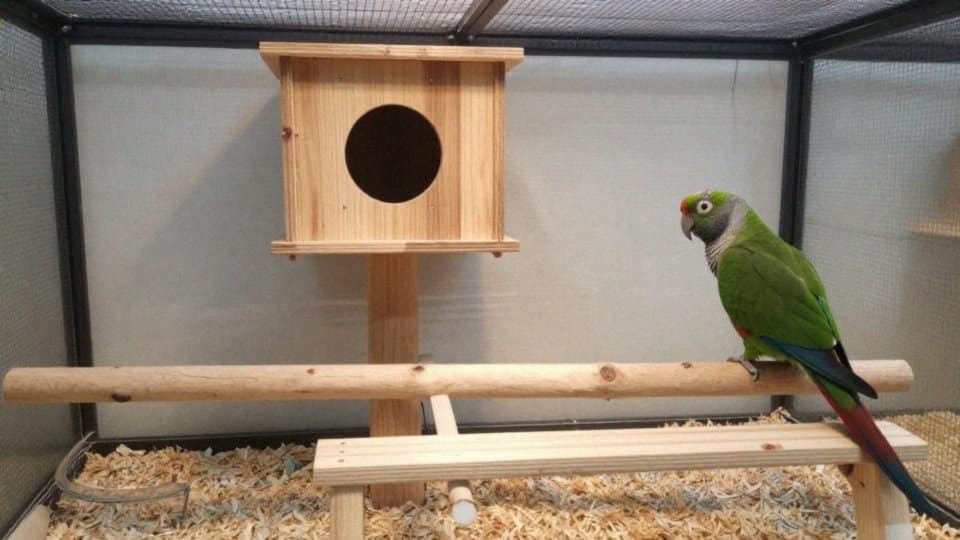 Jak planować rozmnażanie i inkubację dużych papug?