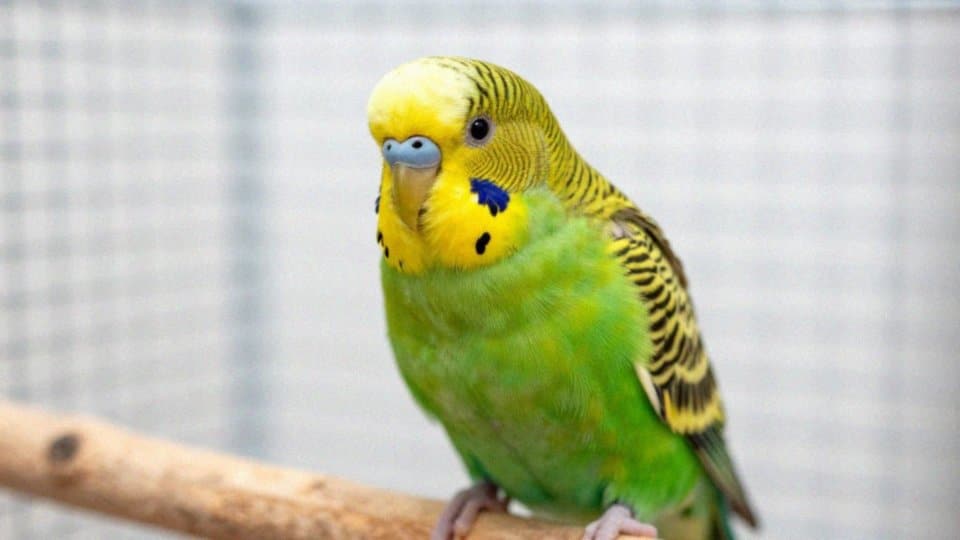 Jak rozpoznać wiek samiczki papużki falistej po woskówce?
