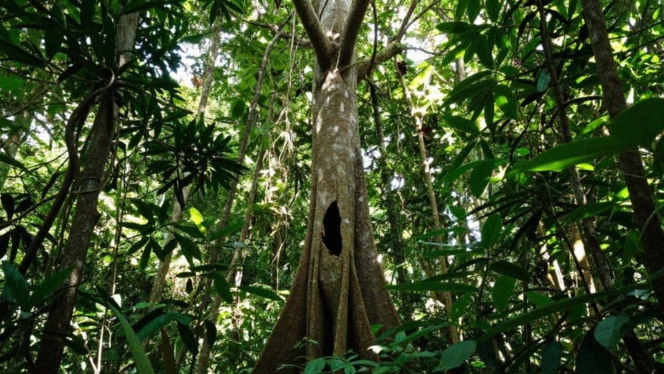 Jak wygląda sezon rozrodczy kakadu czarnego?