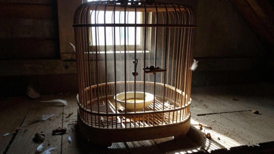 Jak dochodzi do zakażenia ornitozą?