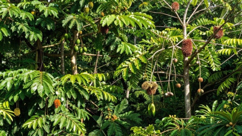 Czym odżywiają się papugi na wolności?