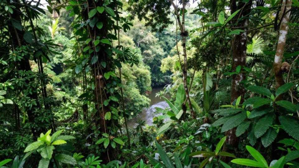 Gdzie występują Pionites i jakie mają siedliska?