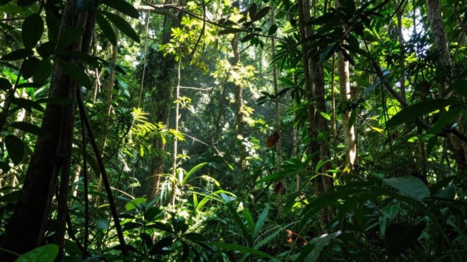 Gdzie występuje barwinka białobrzucha?