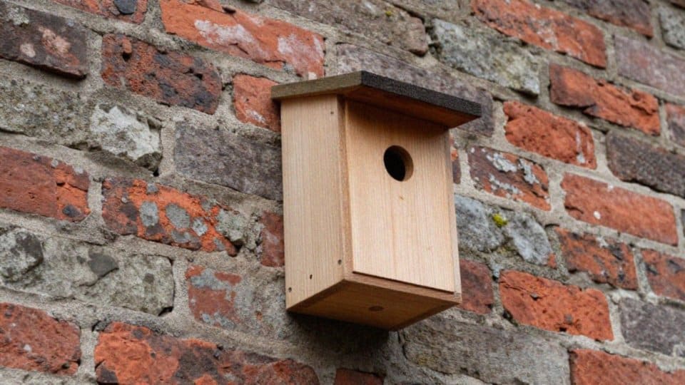 Jakie wymiary i otwór powinna mieć budka dla jerzyków?