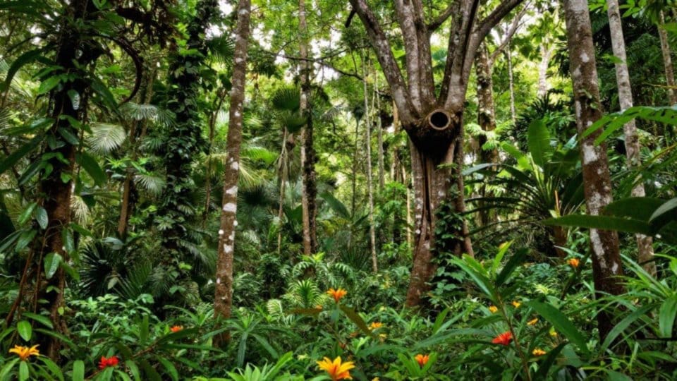 Gdzie występuje ten gatunek?