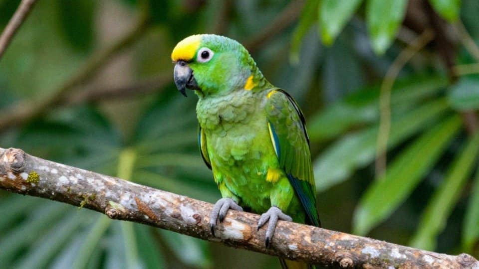 Jak rozpoznać amazonkę żółtoszyją w terenie?