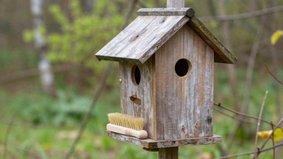 Jak czyścić i konserwować budki lęgowe dla ptaków?