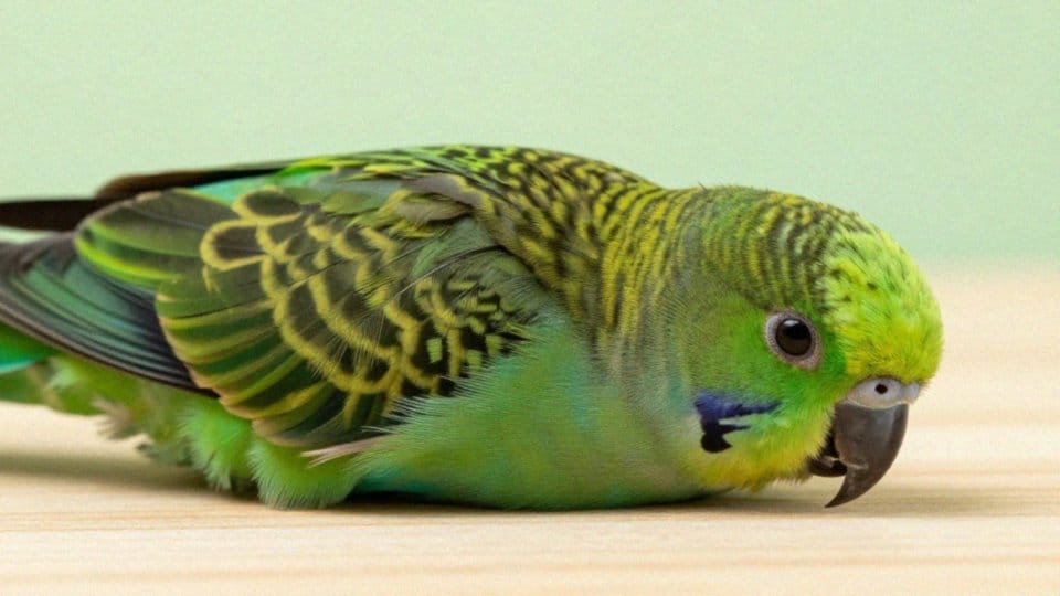 Jak powstają mutacje u aleksandretty obrożnej?