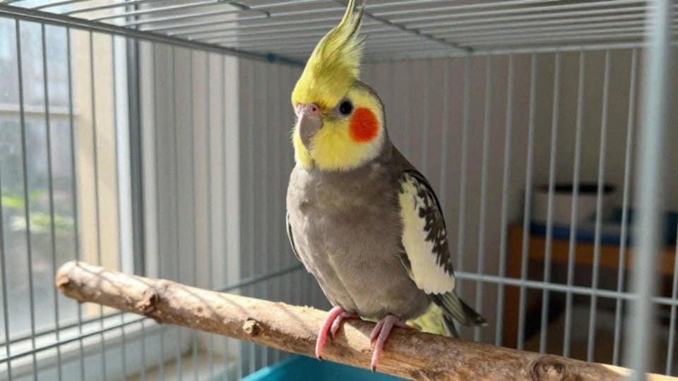 Jak wygląda upierzenie i żółty grzebień nimfy?