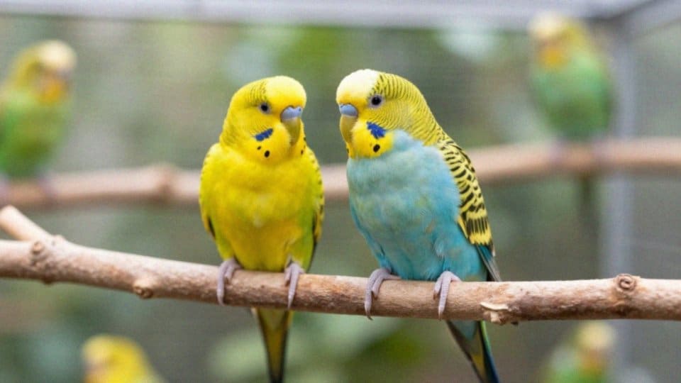 Jak powstają mutacje barwne u papużek nierozłączek?