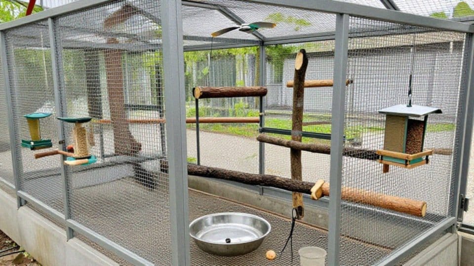 Na co zwrócić uwagę kupując aleksandrettę wielką?