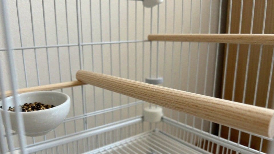 Jak zapewnić bezpieczeństwo ptaków w klatce?