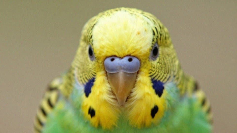 Co mówi kolor woskówki o samicy papugi falistej?