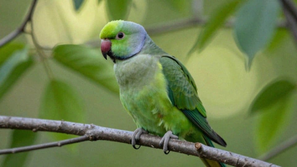 Jak wygląda samica aleksandretty obrożnej?