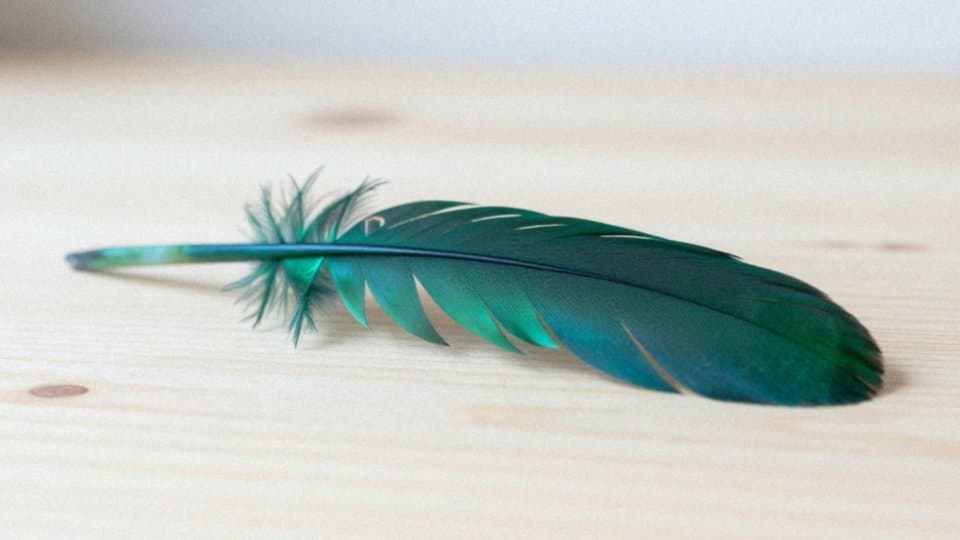 Jak rozpoznać aleksandrettę wielką po wyglądzie?