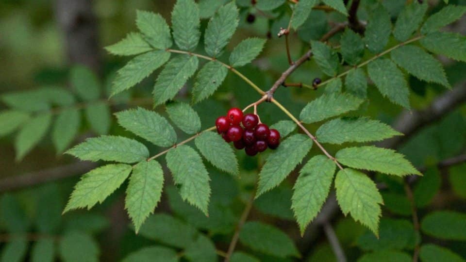 Czym żywi się modrolotka żółtoczapkowa?